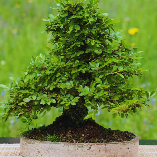 Mini Bonsai Trees