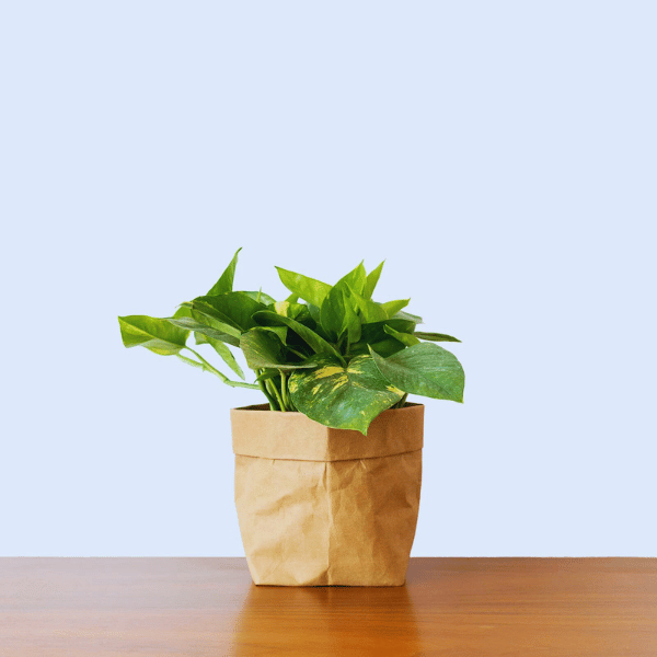 Air-Purifying Mini Plants